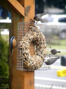 The Nuthatch seems happy so I'm happy. They love nuts.