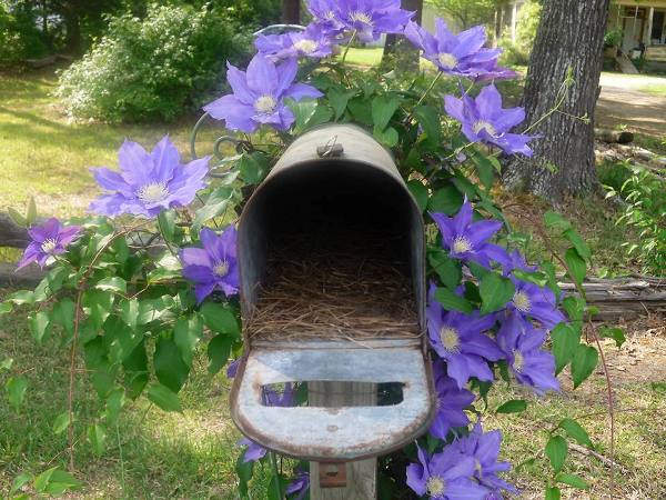 Post a mailbox in the garden | Flea Market Gardening