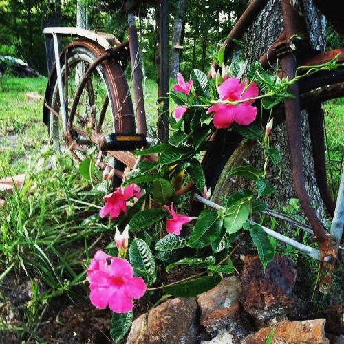 Pedals & Petals,… garden bicycles – Flea Market Gardening